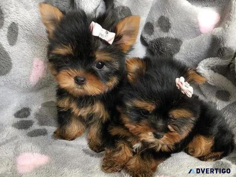 TeaCup Yorkie puppies