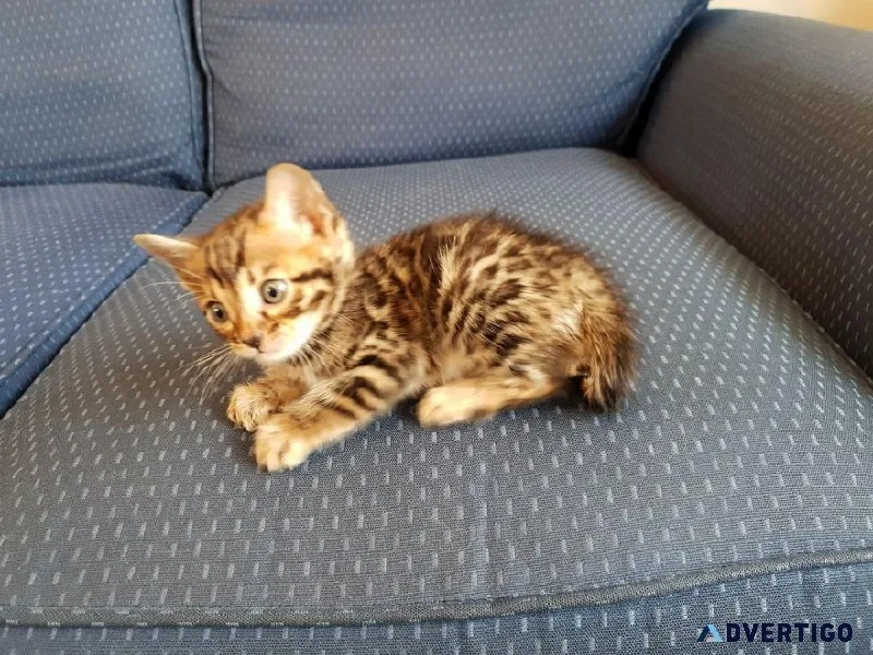 Brown Rossetted Bengal Kittens.