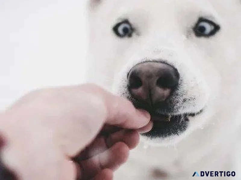 5 Fall Safety Tips For Pet Owners - Vets in Holly Springs MS