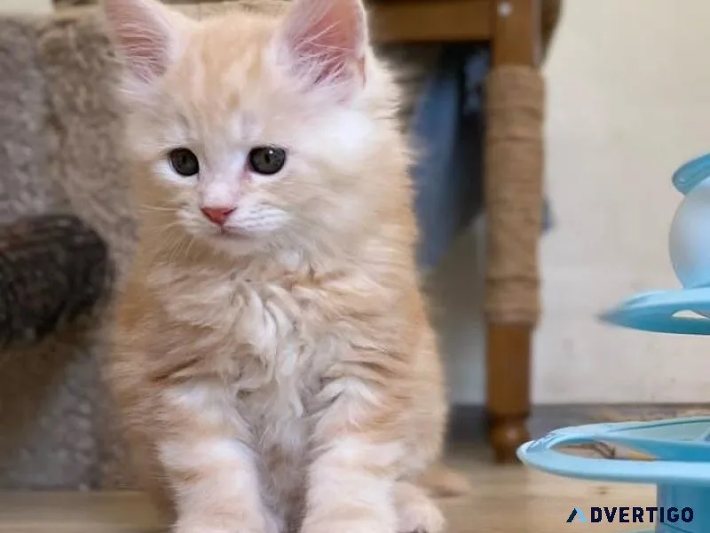 Cute Maine Coon Kitten