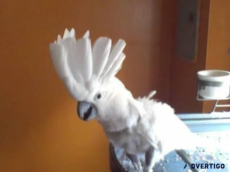 Amazing Umbrella Cockatoos available now