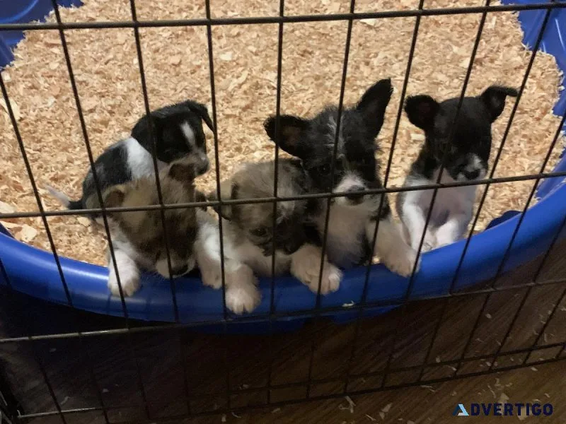 Corgi Chihuahua Puppies