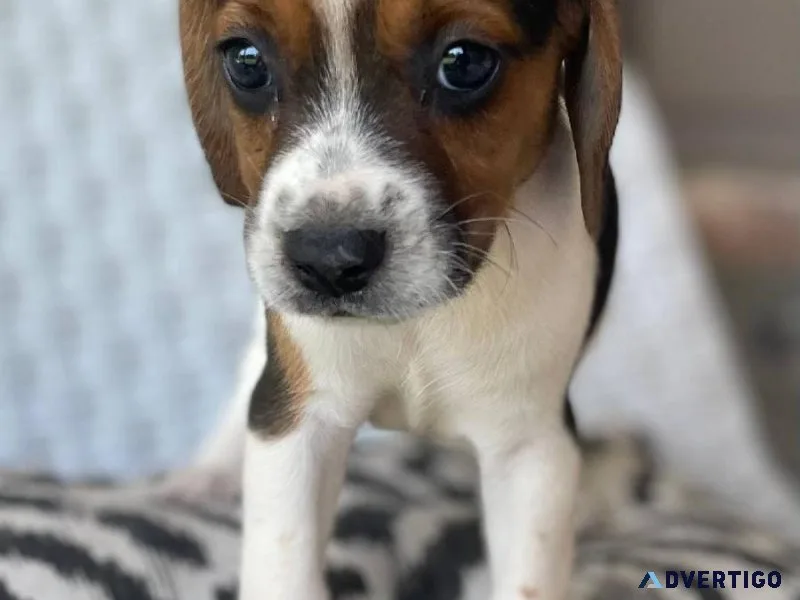 Lovely Beagle pups