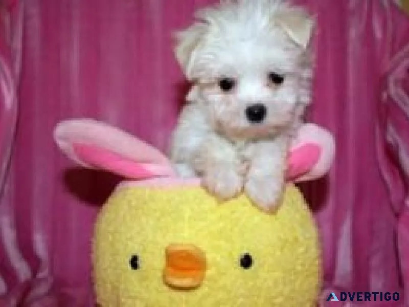 Adorable Teacup Maltese Puppies For Adoption