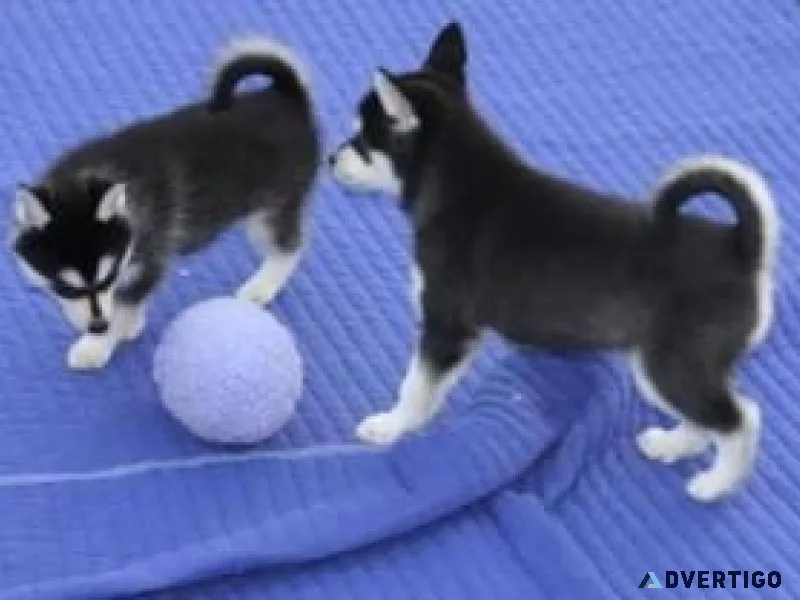 Fantastic Siberian Husky Pups Available
