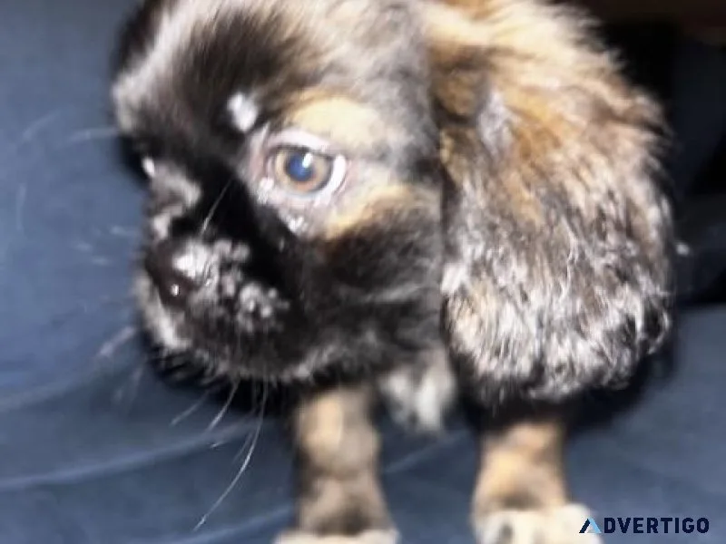 Shih tzu puppies
