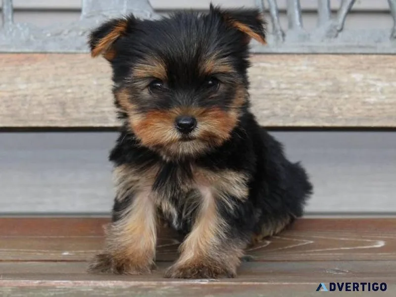 Affectionate Yorkshire Terrier pups