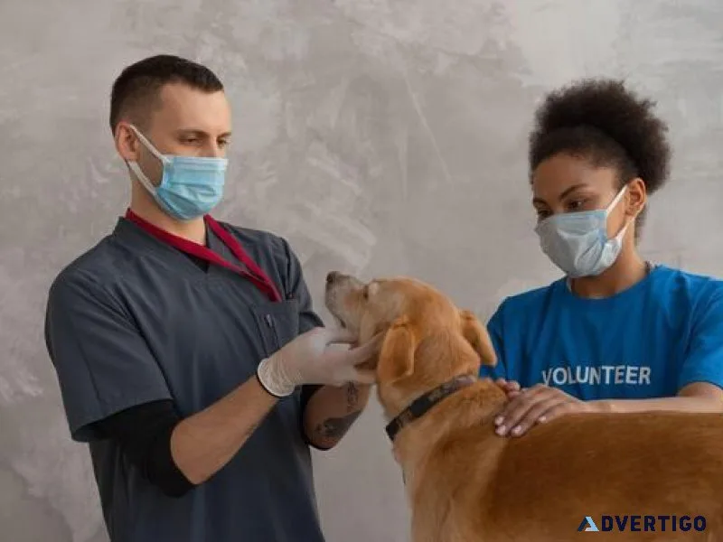 Your Trusted Pet Clinic in Sector 137 Noida