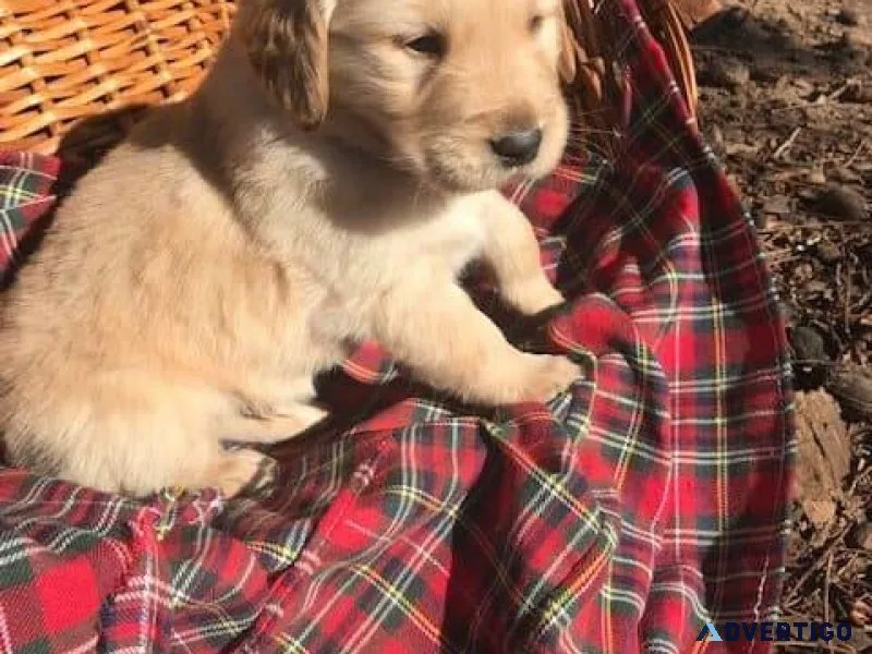 Fabulous  golden Retriever Puppies