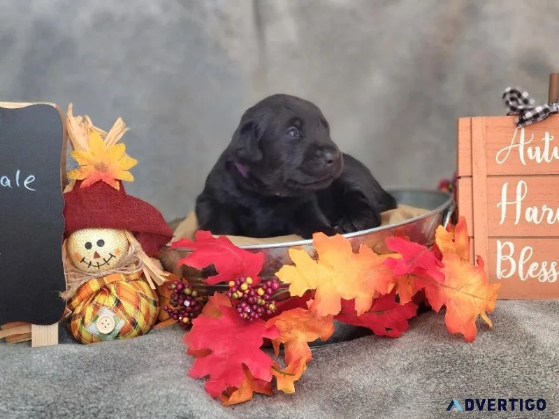 Akc lab puppies