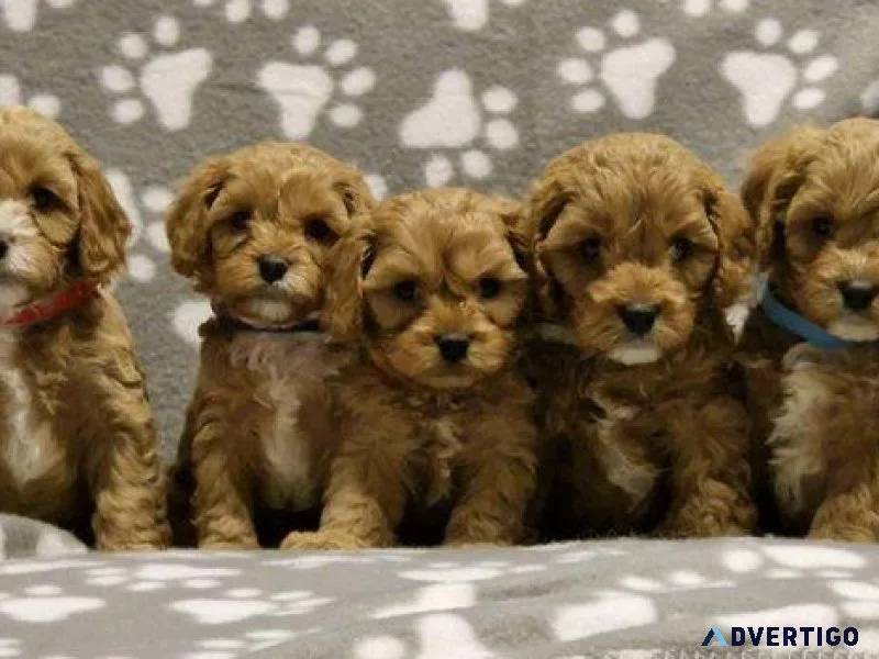 Fully health tested F1 Cavapoos fox red