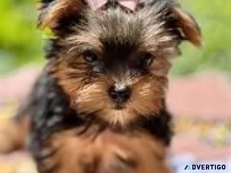 AKC registered Yorkie.