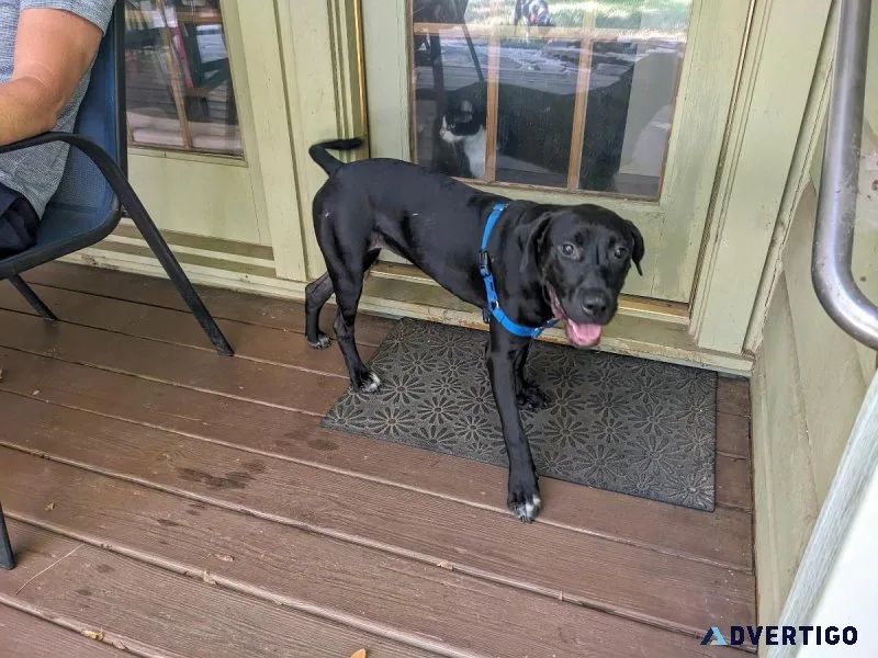 Puppy Great Dane mix