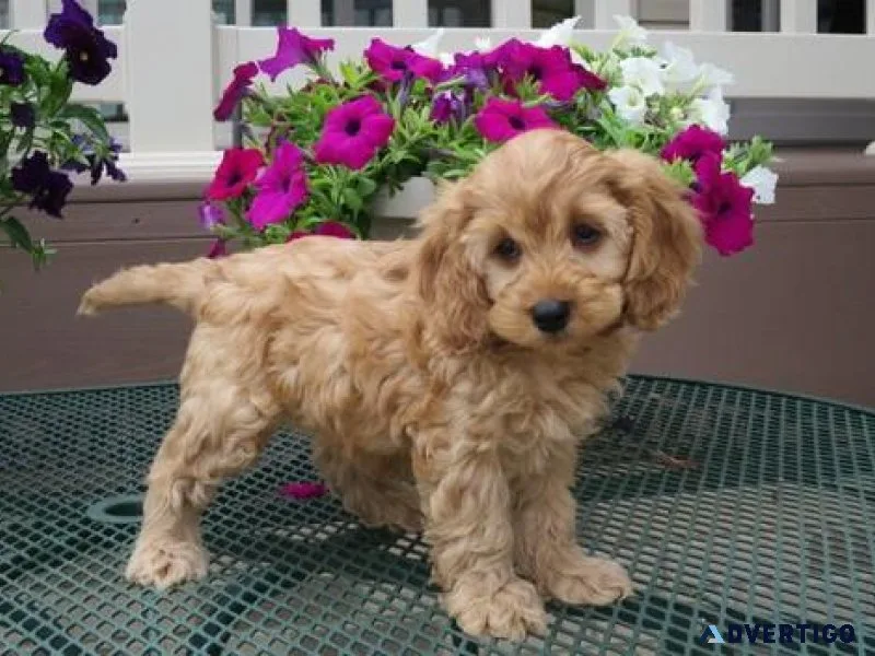 AKC Cockapoo Puppies for sale