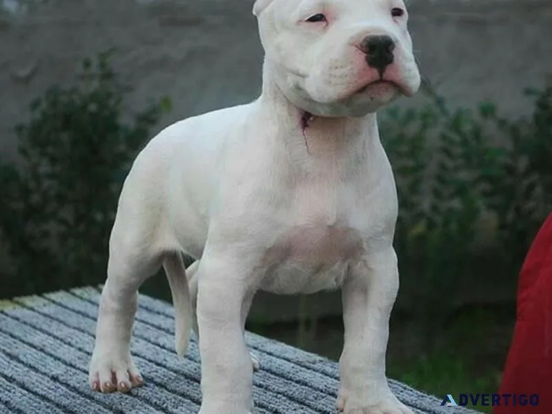 Dogo argentino FOR SALE......7300930479