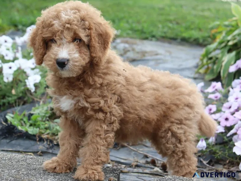Cherry Female Mini Goldendoodle