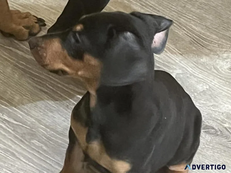 Doberman Pincher Puppies