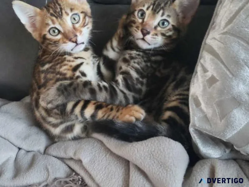 Pedigree Bengal kittens