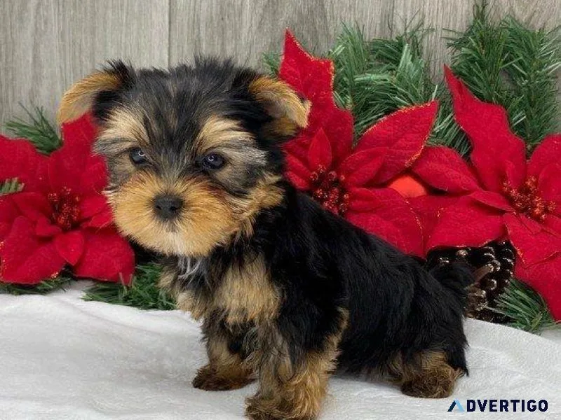 T-cup Yorkie For sale