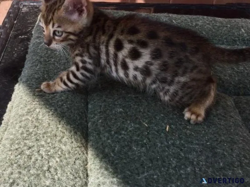 Registered Spotted Bengal Kittens