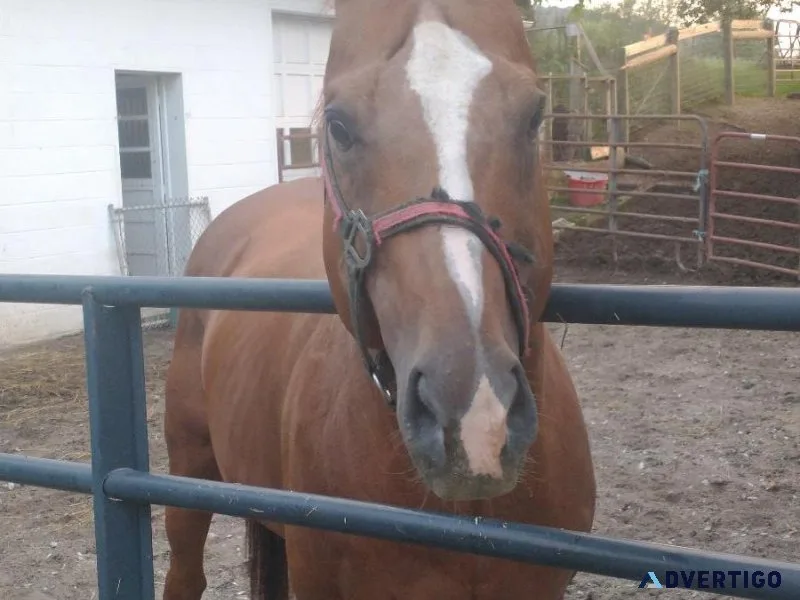Thoroughbred Stallion