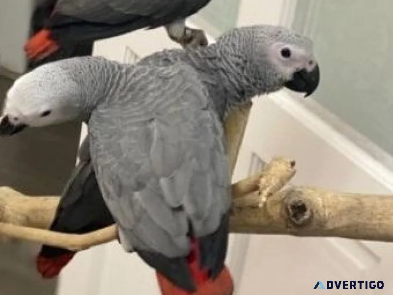 Well Socialized African Grey Parrots available now.