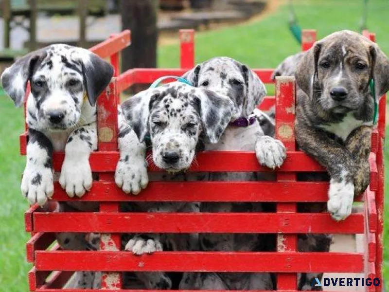 Super adorable Great Dane Puppies