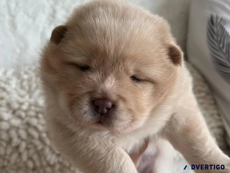 Chow Chow puppies
