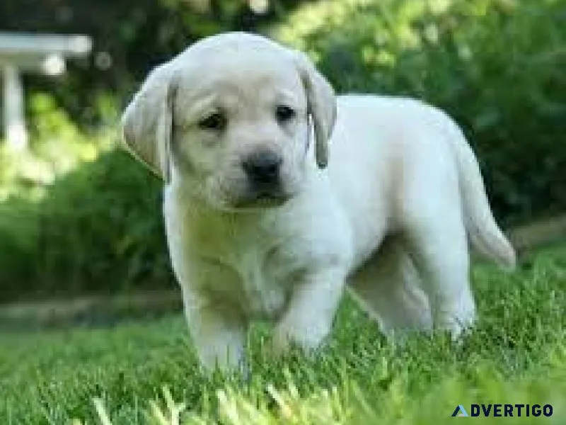 Beautiful Male and Female LabradorGolden Retriever Puppies