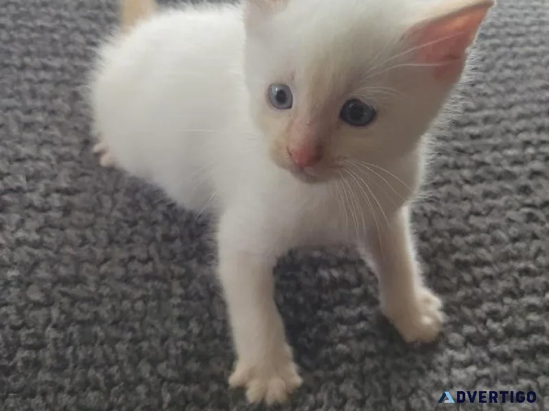 Male flame point siamese