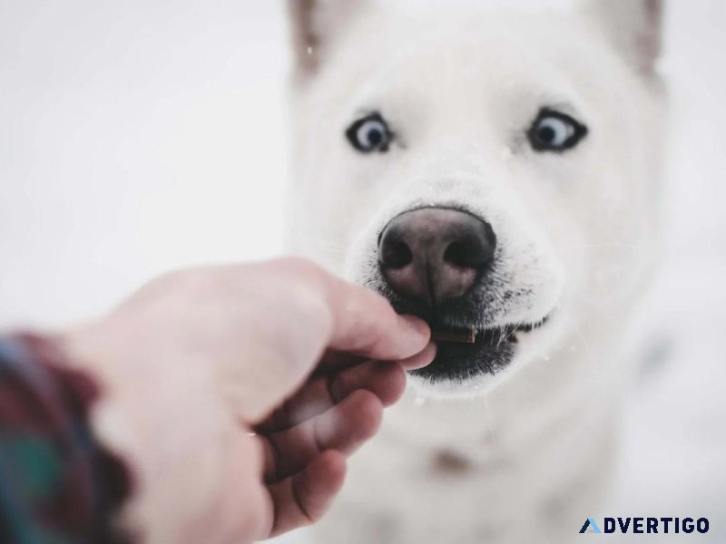5 Fall Safety Tips for Pet Owners - Vets in Waterdown ON