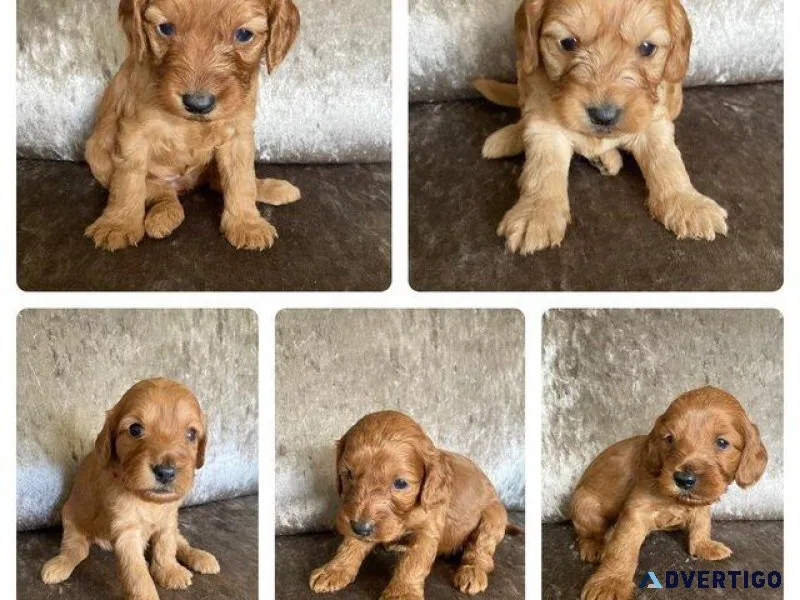 Admirable Cockapoos puppies