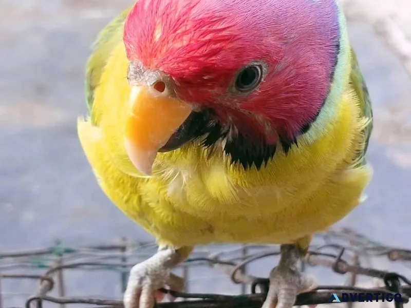 Plum Headed Parakeet
