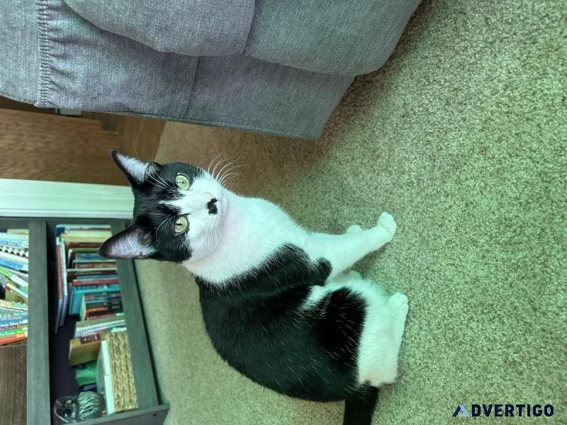 Free one year old declawed tuxedo cat