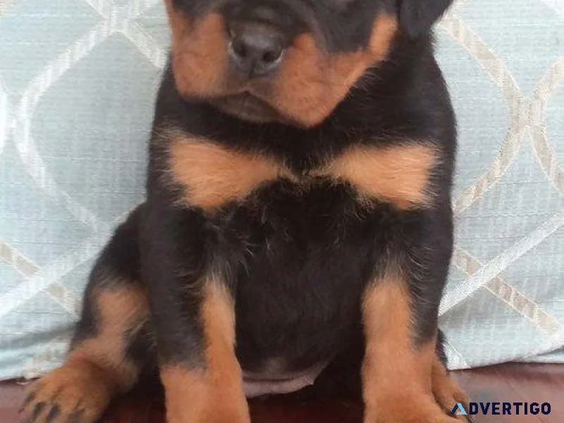lost every German rottweiler puppies for Sale