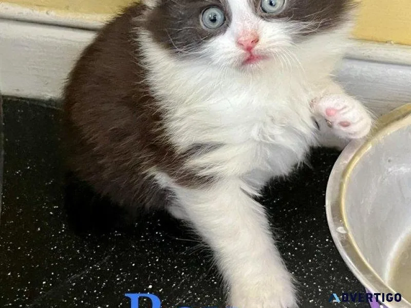 Beautiful part maincoon kittens