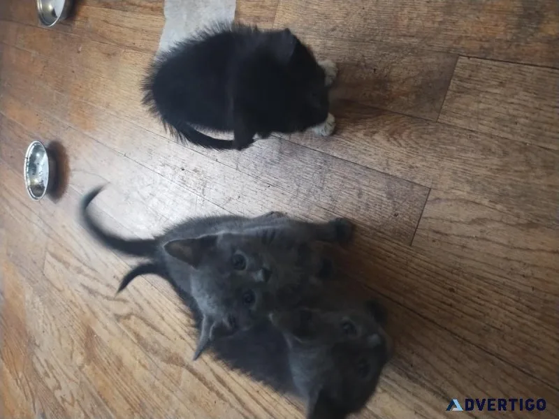Kittens for rehome