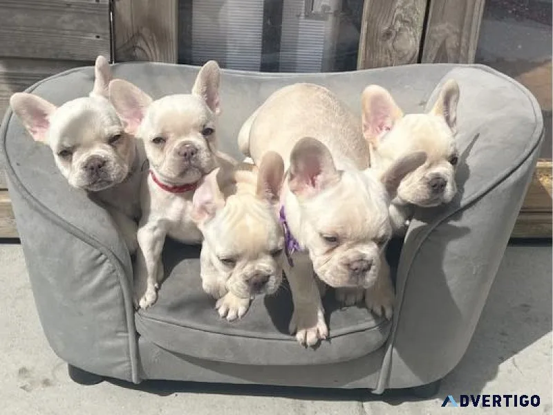 3 girls 1 boy Frenchies