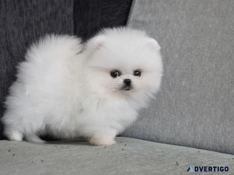 Good Pomeranian puppies for sale