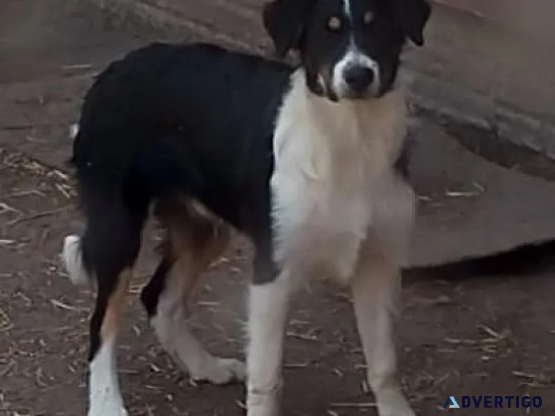 Border Collie Aussie