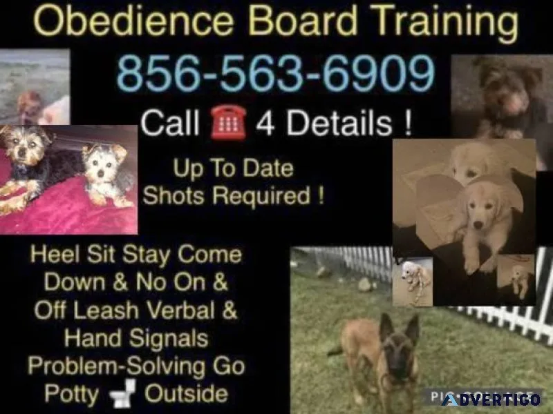 A dog trainer obedience is