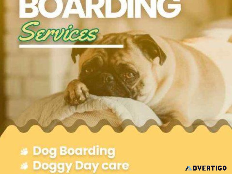 Dog boarding services in chennai