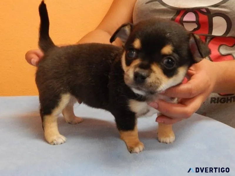 Fabulous Chihuahua puppies