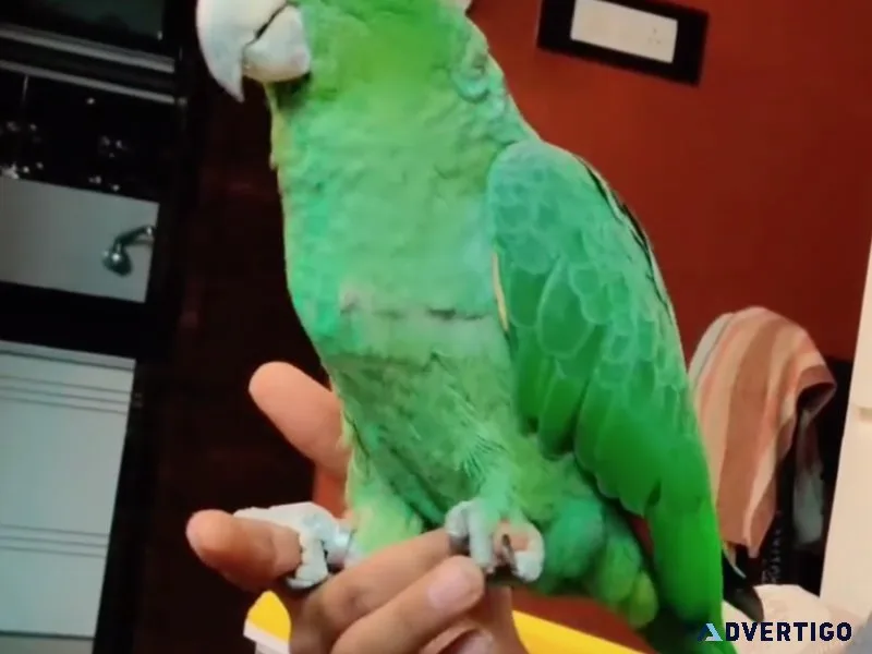Southern Mealy Amazon Parrot