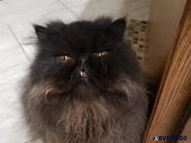 Black Male Persian