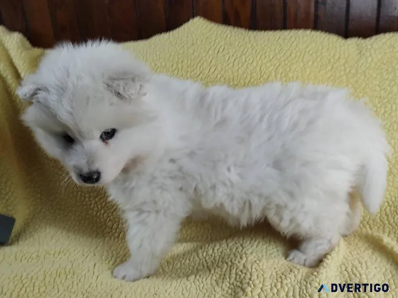 Charming   Samoyed Pups