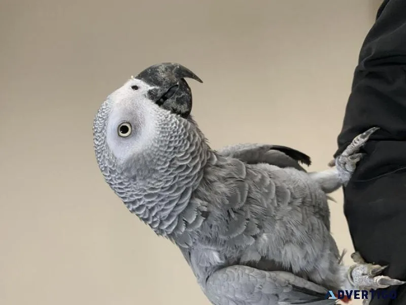 Hand reard African grey parrot set up