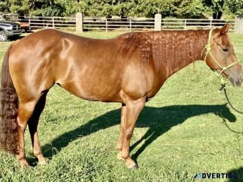 IKES KINDA PLAYGIRL (Stacy) Sorrel AQHA Quarter Horse Mare