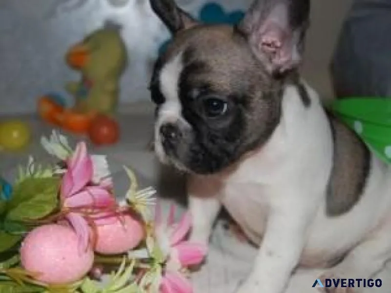 Two Beautiful French Bulldog Puppies