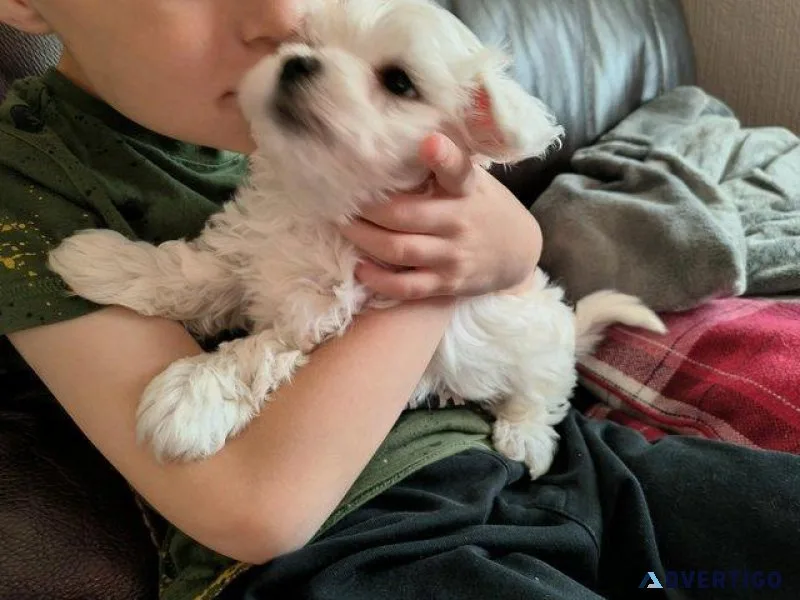 Absolute Maltese puppies
